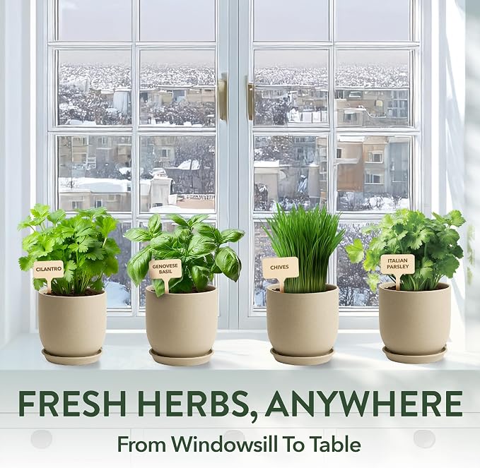 HOME GROWN Bonsai Tree Starter Kit – Unique Christmas Gift for Adults, Men, Women - Grow 4 Bonsais & Indoor Organic Herb Garden Kit – Unique Christmas Gift for Adults, Men, & Women - Grow 4 Herb Seeds