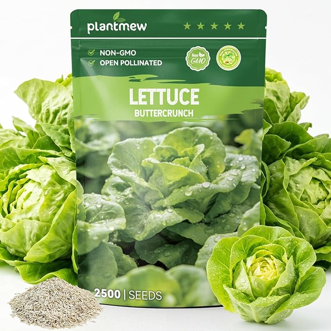 Buttercrunch Lettuce Seeds â 2500 Heirloom Seeds for Planting, Butter Lettuce Seeds for Indoor Outdoor Hydroponic Home Garden