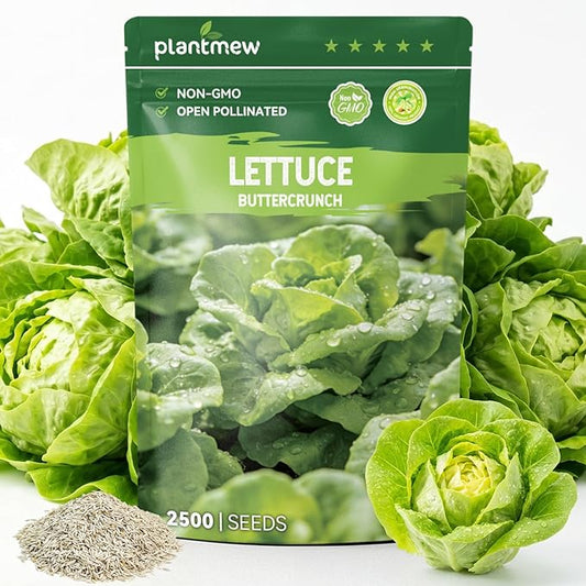 Buttercrunch Lettuce Seeds â 2500 Heirloom Seeds for Planting, Butter Lettuce Seeds for Indoor Outdoor Hydroponic Home Garden