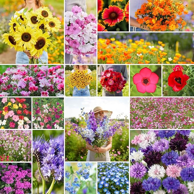 Eden Brothers All Annual Wildflower Mixed Seeds for Planting, 25 lb, 12,00,000+ Seeds with Sunflower, Indian Blanket, Scarlet Flax, Attracts Pollinators, Plant in Spring, Zones 3, 4, 5, 6, 7, 8, 9, 10