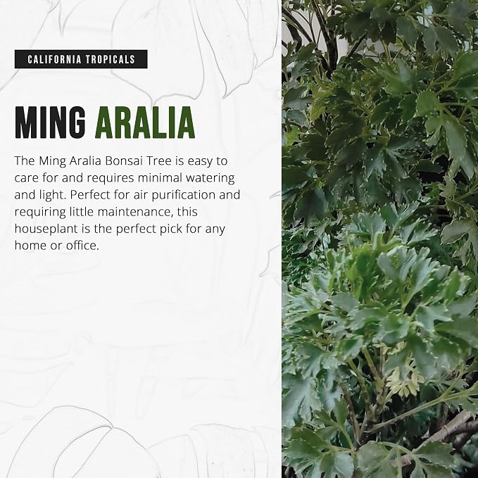 California Tropicals Ming Aralia 6'' Live Bonsai Tree - Unique and Easy to Grow Houseplant for Hobbies, Desk, Interior Ideas, Gardening, Crafts, Gifts, and Starter Gardeners