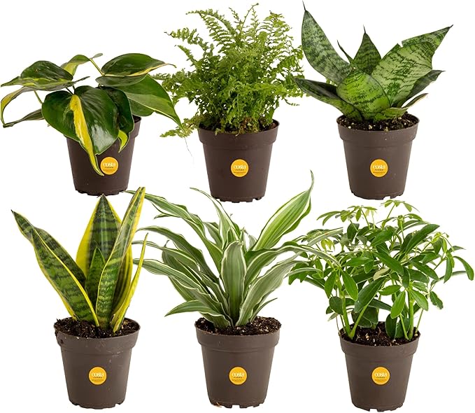 Costa Farms Live House Plants (6 Pack), Easy to Grow Live Indoor Houseplants, Grower's Choice Air Purifier Set, Potted in Indoors Garden Plant Pots, Potting Soil, Housewarming Gift, Home or Room Decor