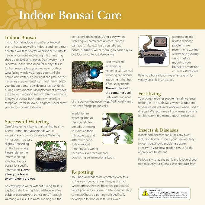 Brussel's Bonsai - Live Golden Gate Ficus Bonsai Tree Kit with Ceramic Bonsai Pot & Bonsai Soil, Indoor Bonsai Plant Starter Kit, Easy Care Houseplant for Home or Office (Small)