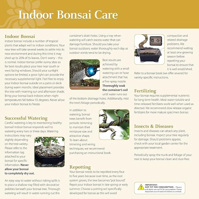 Brussel's Bonsai - Live Dwarf Jade Bonsai Tree Kit with Ceramic Bonsai Pot & Bonsai Soil, Indoor Bonsai Plant Starter Kit, Easy Care Houseplant for Home or Office (Small)