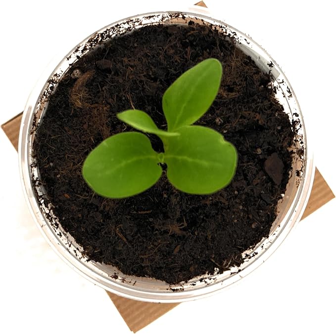 Tree Grow Kit | Easy to use | Educational | Memorial Gift | Plant It for The Planet | Grow Your Own Tree |Wide Selection to Choose from (Orange)