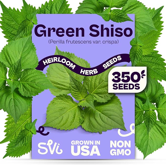 SVI 350 Green Shiso Seeds (Perilla frutescens) â Japanese Shiso Perilla Seed Packets, Aromatic Leaves â Japanese Heirloom Herb Seeds Outdoors & Indoor Herb Garden