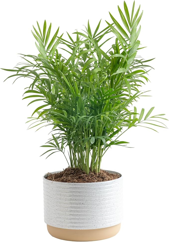 Costa Farms Parlor Palm, Neanthebella Tropical Live Plant, Easy to Grow Palm Houseplant Potted in DÃ©cor Plant Pot, Unique Plant Lover Gift, Living Room Home and Office DÃ©cor, 1 Foot Tall