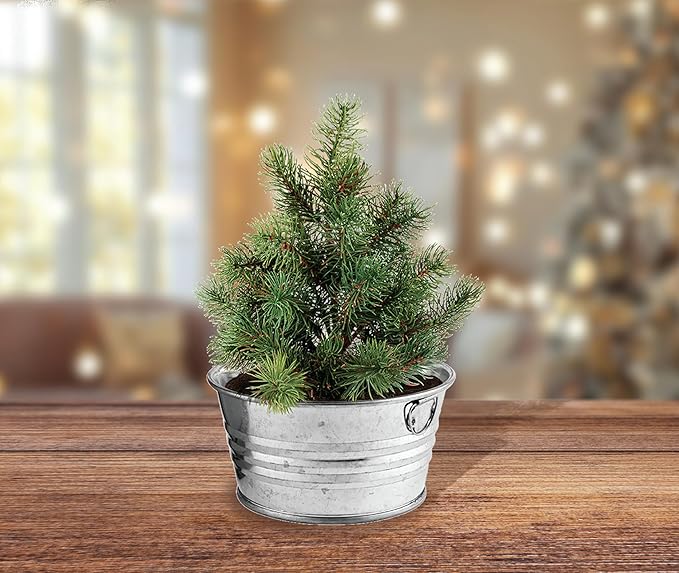 Buzzy Seeds Spruce Christmas Tree Grow Kit - Metal Windowsill Planter - Complete Indoor/Outdoor Gardening Kit with Seeds, Coconut Husk Growing Medium & Genuine Pots - 100% Grow Guarantee