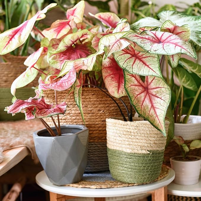 GARDENERA Caladium Plant Potting Soil - Enhance Colorful Beauty and Health with Professional Grade Nutrient-Rich Mix - 3 Quart