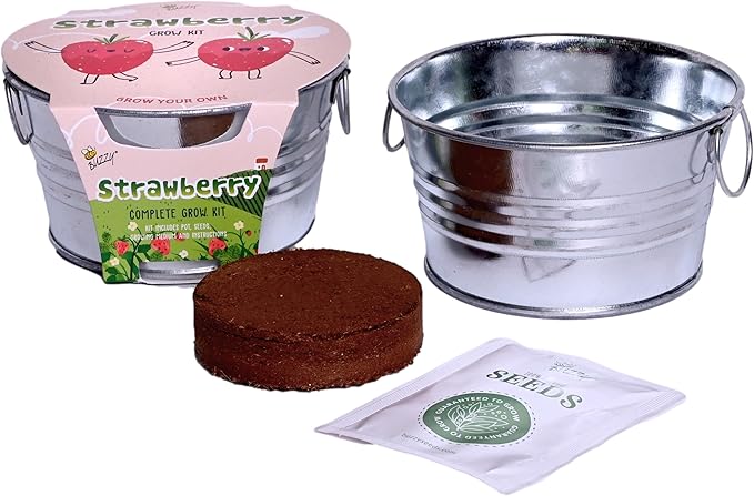 Buzzy Seeds Strawberry Grow Kit - Basin Ceramic Planter - Complete Indoor/Outdoor Gardening Kit with Seeds, Coconut Husk Growing Medium & Genuine Pots - 100% Grow Guarantee