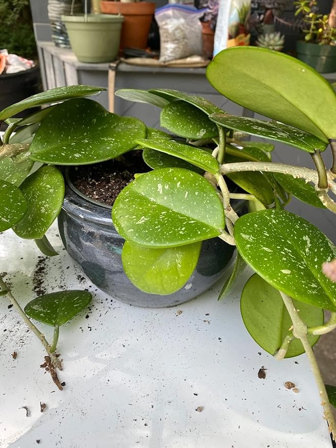 Gardenera Hoya Plant Premium Potting Mix - 20 Quart - Optimal Balance for Thriving Hoyas: Air, Moisture, and Nutrient Retention