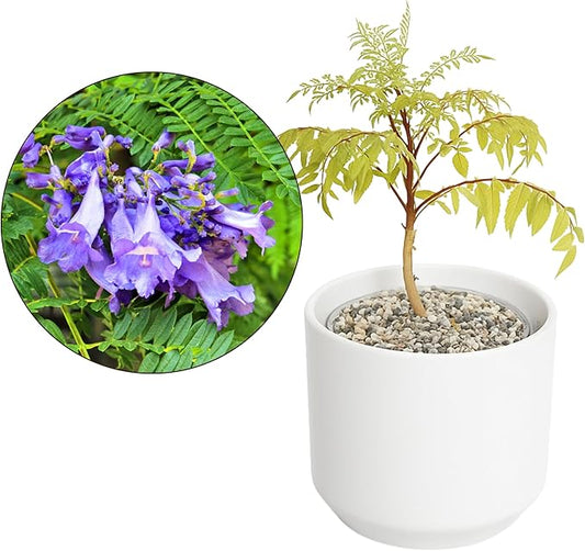 MyShelfie Jacaranda Tree Bonsai Starter Kit for Beginners - Gifts for Men Who Have Everything, Unique Gifts for Women, Small Bonsai Tree with Ceramic Pot, Easy to Grow and Maintain