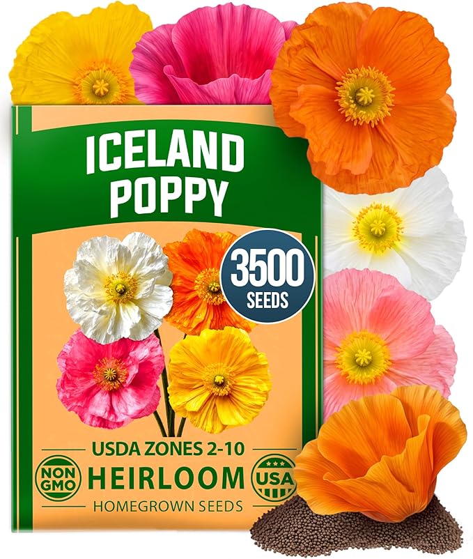 HOME GROWN Iceland Poppy Seeds (0.60g) â 2026 Spring for Planting 3500 Flower Seeds, Iceland Poppy Seeds Papaver nudicaule, Poppy Seeds for Planting Outdoors, Perennial Flower Seeds Garden