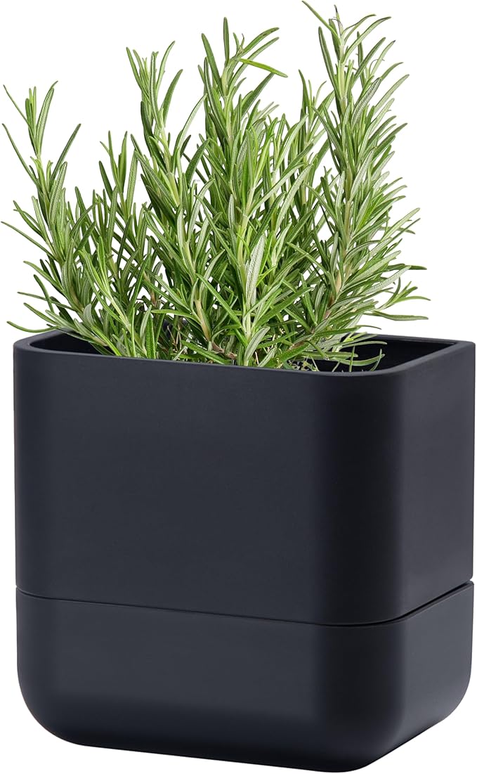 Phoenix Vine 6.5 Inch Wall Mounted Self-Watering Planter Pot