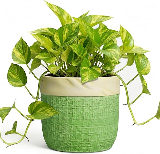 Ceramic Plant Pots - 6 Inch Plant Pot with Drainage Hole, Boho Planters for Indoor Succulent Plants, Decorative Round Unique Flower Pots, Garden Home Office Decor, Housewarming Gifts, Green