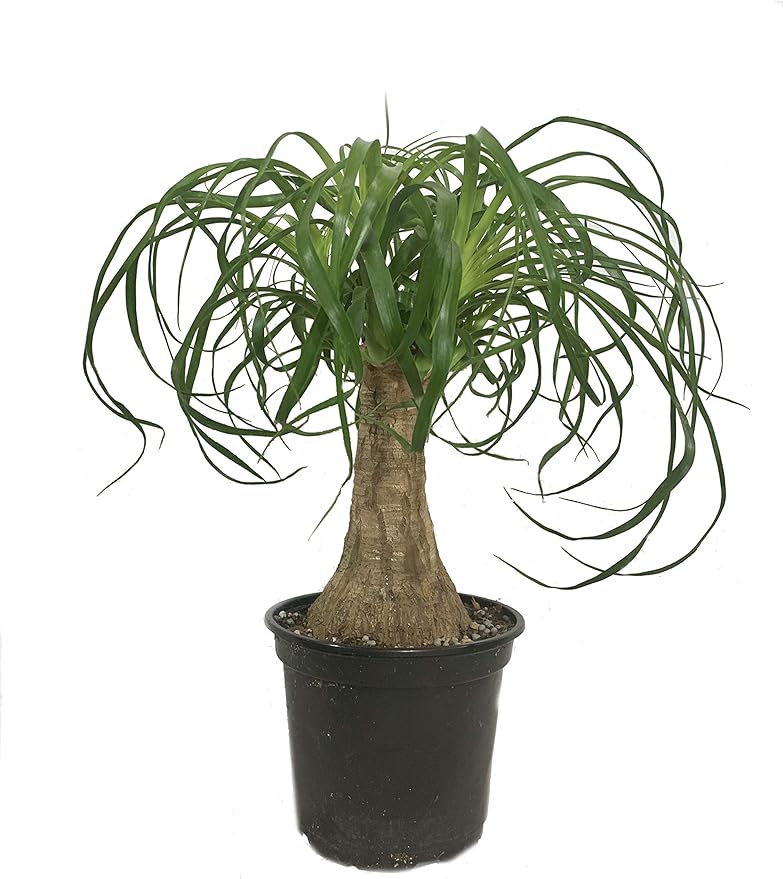 Ponytail Palm - 3 Live Plants in 6 Inch Growers Pots - Beaucarnea Recurvata - Beautiful Clean Air Indoor Succulent Houseplant