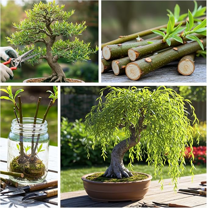 Hey Dina Willow Bonsai Tree - Thick Trunk Cutting, Fast Growing - Easy Care Indoor/Outdoor Bonsai – Living Gift for Beginners or Plant Enthusiasts