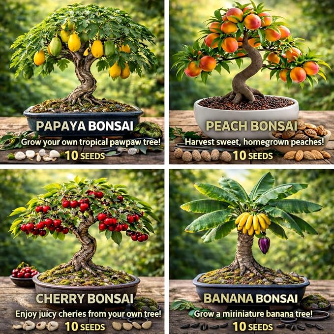 Bonsai Fruit Tree Seeds Bundle, 4 Pack – 10 Papaya, 10 Peach, 10 Cherry, 10 Banana – Grow Miniature Fruit Trees – Exotic Indoor & Outdoor Bonsai Plant Kit – Garden Starter Seed Pack