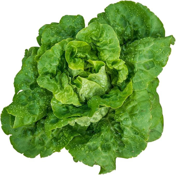 Burpee Buttercrunch Lettuce Seed Tape 100 per tape