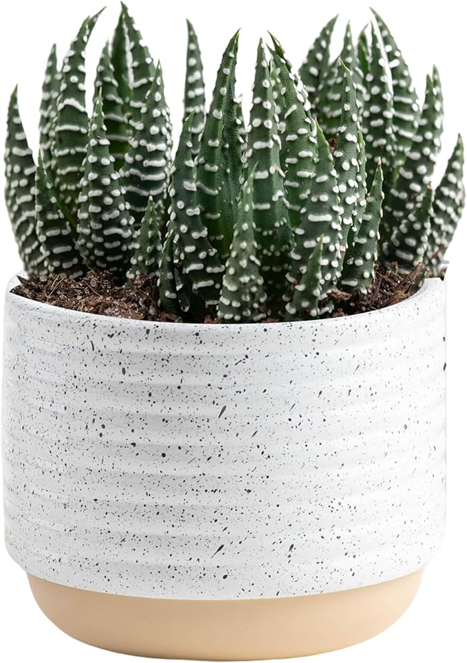 Costa Farms Live Succulent, Easy to Grow Haworthia Plant in Planter Pot, Succulent Houseplant in Potting Soil, Indoors Garden Gift, Cacti Room DÃ©cor and Home DÃ©cor, 4-Inches Tall