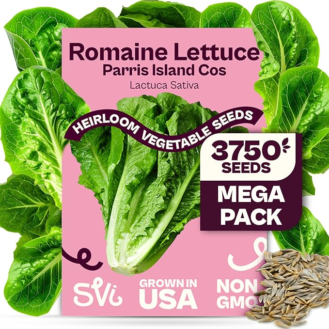 SVI 3750 Parris Island Cos Romaine Lettuce Seeds (Lactuca Sativa) â Green Leaf Lettuce Romaine Seed Packets â Disease Resistant, Heirloom Vegetable Seeds for Outdoor Vegetable Garden