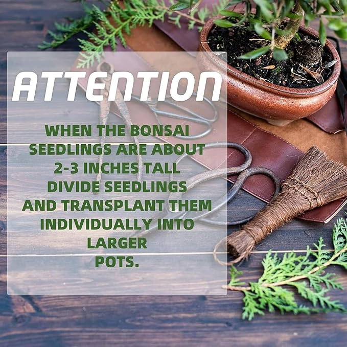 Bonsai Tree Starter Kit - Grow 5 Unique Indoor Japanese Bonsai Seeds, Complete Gardening DIY Set with Pots, Soil, Shears, Unique Gardening Gifts for Men Women