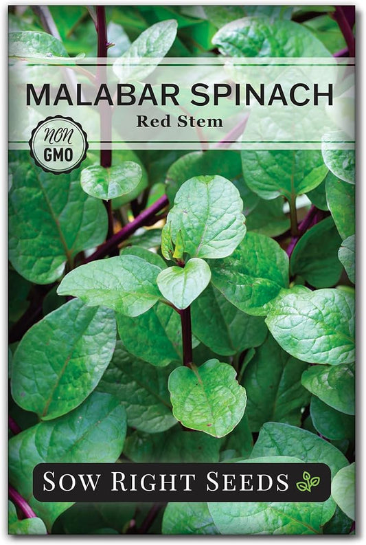 Sow Right Seeds - Malabar Red Stem Spinach Seeds for Planting - Non-GMO Heirloom - Perfect for Outdoors & Fall - Grow Nutritious Leaves - Easy to Plant, High Yield - Ideal for Home Gardeners (1)