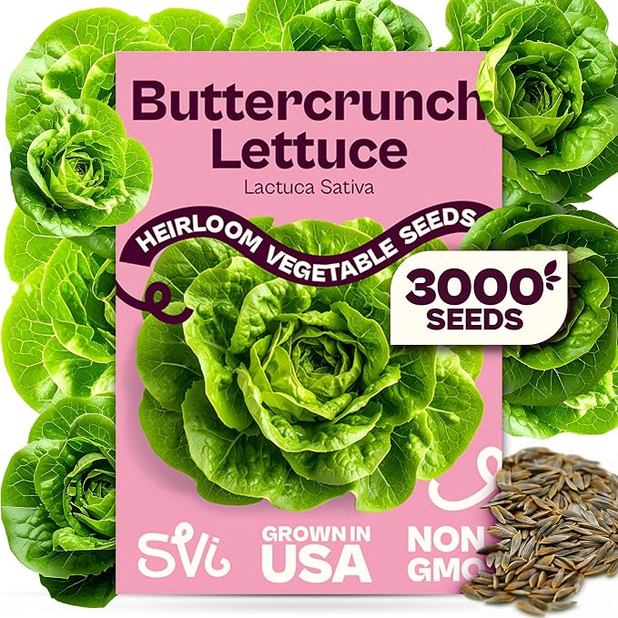 SVI 3000 Buttercrunch Lettuce Seeds (Lactuca Sativa) â Butter Lettuce Head Seed Packets Bulk â Heirloom Vegetable Seeds for Outdoor & Indoor Vegetable Garden, Containers