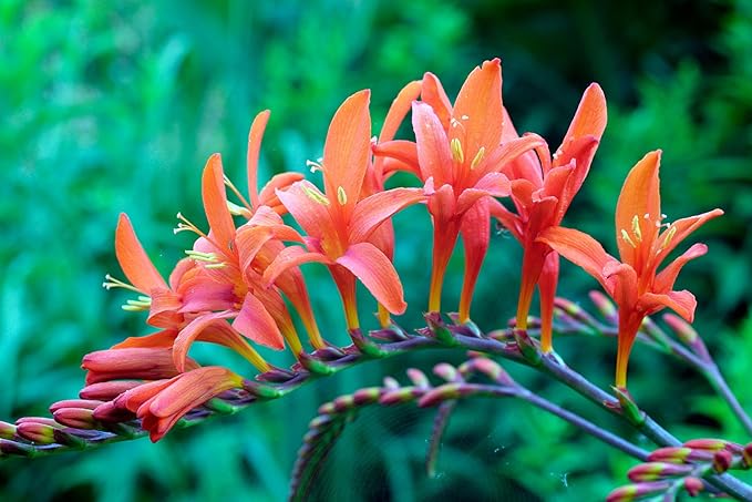Masoniorum Crocosmia Bulbs for Planting - 5 Large Bulbs - 30-48" Flower - Perennial Bulbs for Planting Outdoors