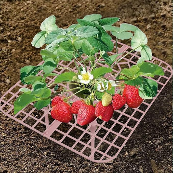 IUIBMI 20 Pack Strawberry Supports Strawberry Holder Strawberry Growing Frame Strawberry Plant Support Strawberry Growing Racks Strawberry Plant Protectors Stand with 4 Sturdy Legs for Garden