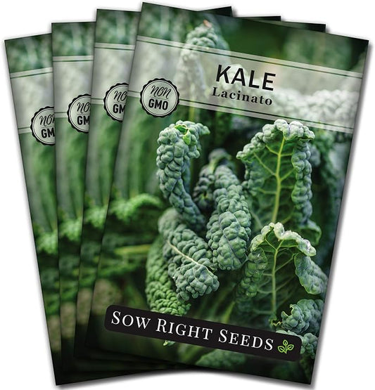Sow Right Seeds - Lacinato Kale Seed for Planting - Non-GMO Heirloom Packet with Instructions to Plant a Home Vegetable Garden - Very Nutritious Superfood, Grow This Dinosaur Variety (4)