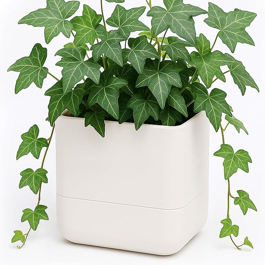 Phoenix Vine 6.5 Inch Wall Mounted Self-Watering Planter Pot
