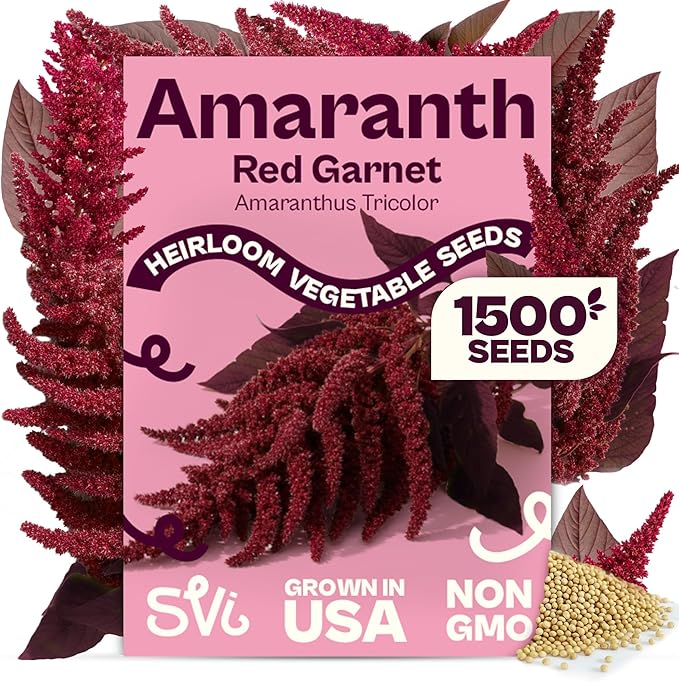 SVI 1500 Red Garnet Amaranth Seeds (Amaranthus Tricolor) â Josephs Coat Plant Seed Packets Bulk, Deep Red Amaranthus Flower â Heirloom Vegetable Seeds for Outdoor Garden, Vegetable Garden, Containers