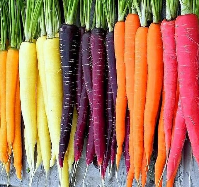 Rainbow Carrot Seeds for Planting Heirloom Non GMO Packets 750 Seeds â Plant & Grow Rainbow Carrots in Home Outdoor Garden, Great Gardening Gift â 2 Packets