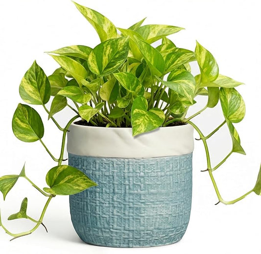 Ceramic Pots for Plants - 6 Inch Plant Pot for Indoor Succulent Plants, Round Planters with Drainage Hole, Decorative Flower Pots, Garden House Room Decor, Gardening Gifts for Women, Blue