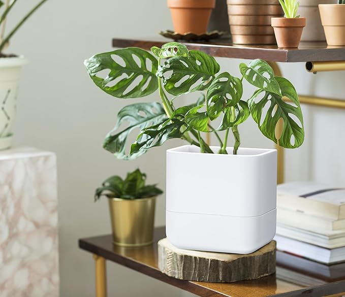 Phoenix Vine 6.5 Inch Wall Mounted Self-Watering Planter Pot