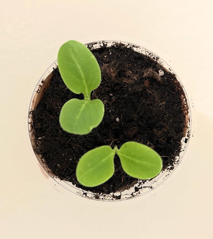 Tree Grow Kit | Easy to use | Educational | Memorial Gift | Plant It for The Planet | Grow Your Own Tree |Wide Selection to Choose from (Elm)