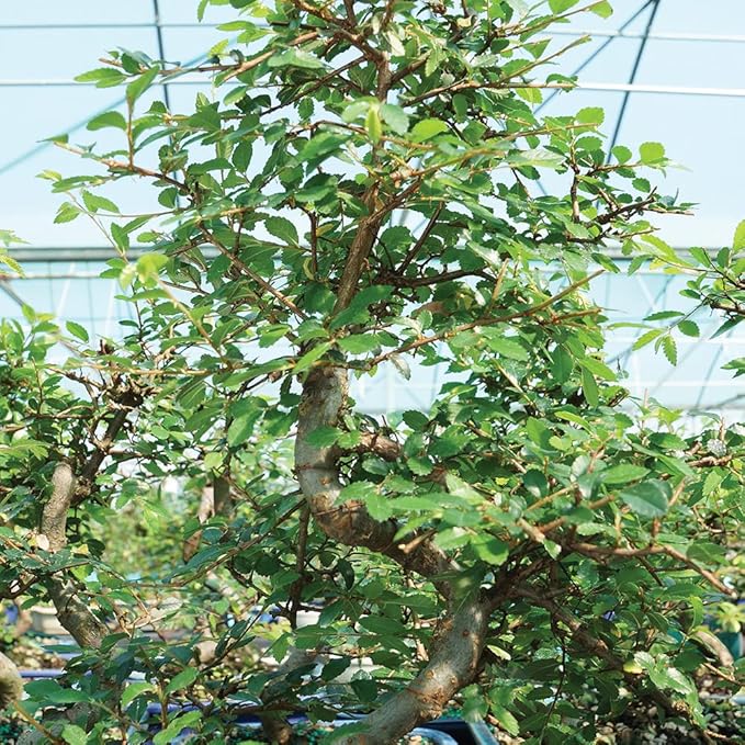 Brussel's Live Chinese Elm Outdoor Bonsai Tree - 5 Years Old; 10" to 14" Tall with Decorative Container, Humidity Tray & Deco Rocks