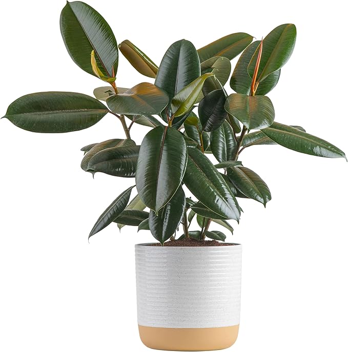 Costa Farms Burgundy Rubber Plant, Live Indoor Ficus Elastica Tree, Live Indoors Houseplant in DÃ©cor Planter Pot, Potting Soil Mix, Gift for Housewarming New House, Home or Office Decor, 2-3 Feet Tall