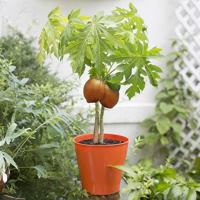 Gardenera Premium Peach Potting Soil Mix - Optimal Nutrient-Rich Blend for Thriving and Juicy Peaches - 1 Quart