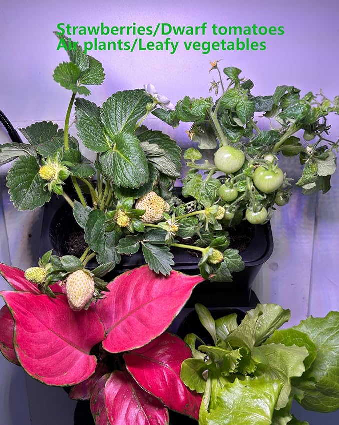 Wall Planters for Indoor Plants