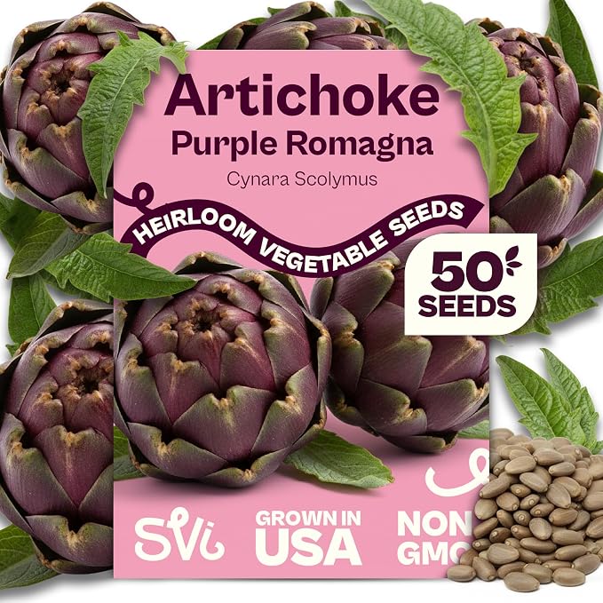 SVI 50 Purple Romagna Artichoke Seeds (Cynara scolymus) â Roman Artichokes Seed Packets, Non GMO Artichoke Vegetable Garden Seed â Heirloom Vegetable Seeds for Outdoor Garden, Containers