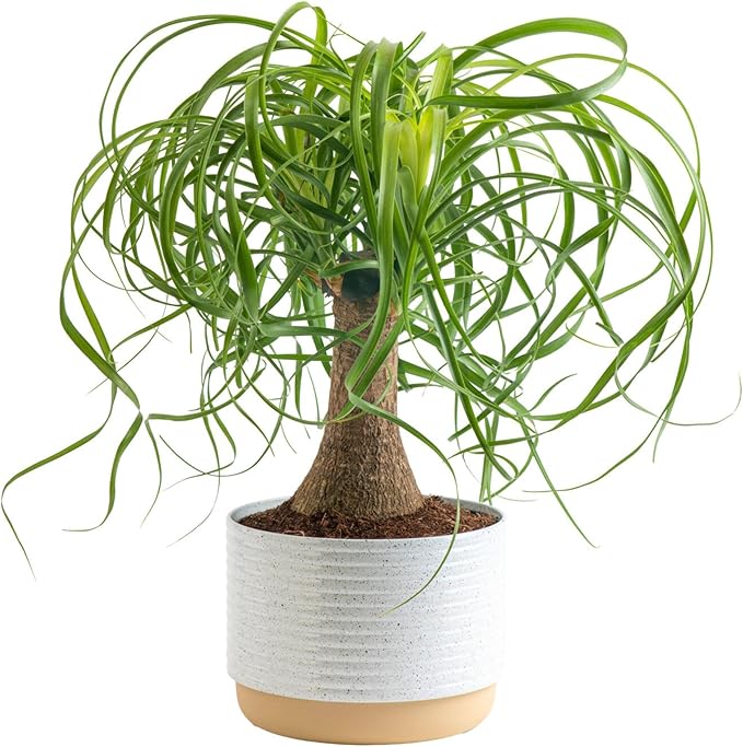 Costa Farms Ponytail Palm Bonsai, Easy to Grow Live Indoor Plant in Indoors Garden Planter Pot, Air Purifying Houseplant, Housewarming, Birthday Gift, Office, Home, and Room DÃ©cor, 1 Foot Tall