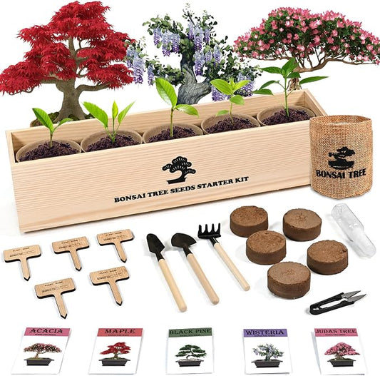 Indoor Bonsai Garden Starter Kit, 5 Seeds Growing into Red Maple, Wisteria, Black Pine, Judas Tree, Acacia, Including Complete Gardening Planters & A Planter Box for Women