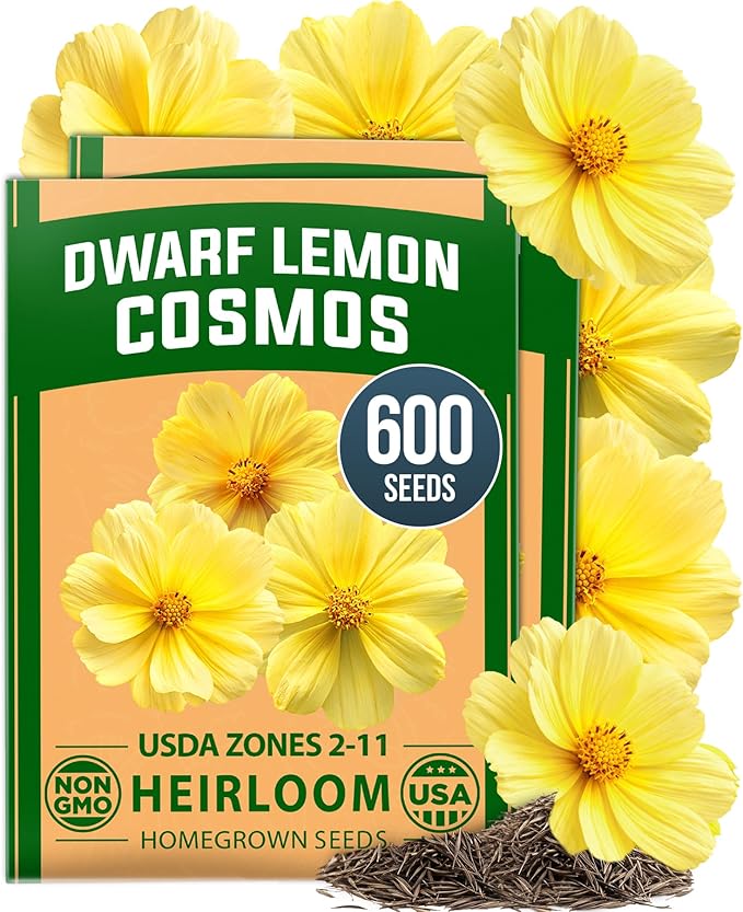 HOME GROWN Dwarf Lemon Cosmos Seeds | 600 Non-GMO Open-Pollinated Seeds (2 Packs, 300 Each) | Compact Yellow Annual Flower Seeds, Blooms in 50â60 Days, USDA Zones 2â11