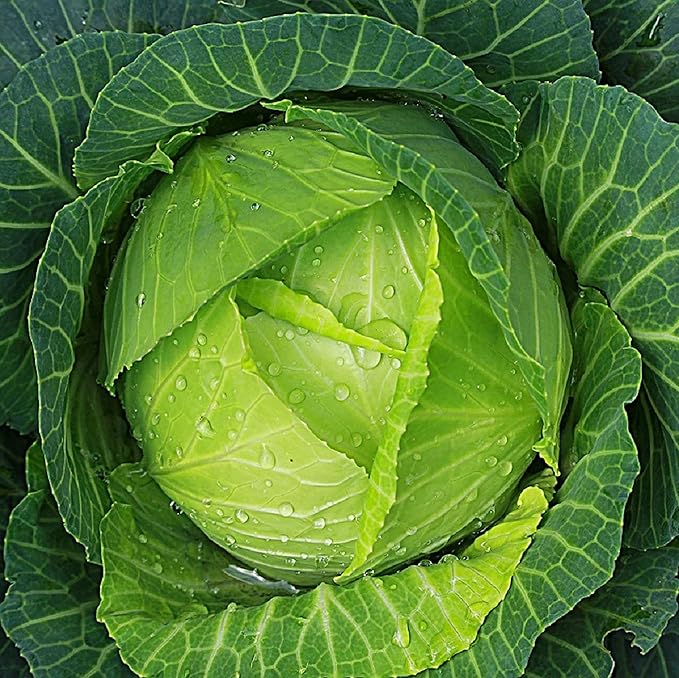 Cabbage Seeds for Planting â Non-GMO Heirloom Vegetable Seeds â Full Instruction Packets to Plant in Your Home Outdoor Garden â Gardening Gift â 200 Copenhagen Cabbage Seeds Per Pack (5 Packets)