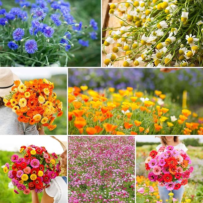 Eden Brothers Field Day Flower Mixed Seeds for Planting, 5 lb, 2,400,000+ Seeds with Zinnia Lilliput, Calendula Mix | Attracts Pollinators, Plant in Spring or Fall, Zones 3, 4, 5, 6, 7, 8, 9, 10
