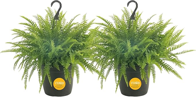 Costa Farms Ferns (2 Pack), Live Premium Boston Fern Plants in Hanging Basket Planters, Houseplants Potted in Soil Potting Mix, Outdoor Garden Gift, Beautiful Home Patio DÃ©cor, 16-Inches Tall