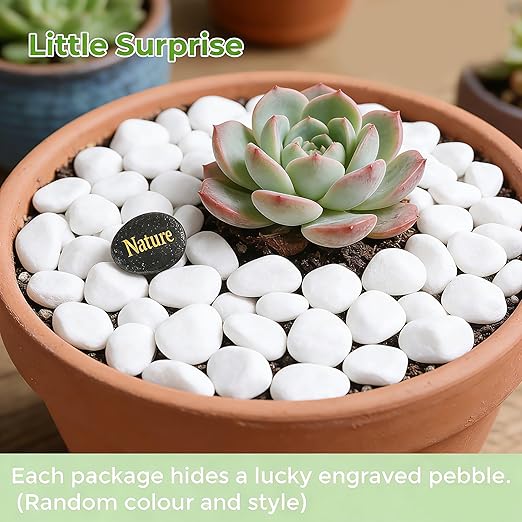 SIDONG 10 LB White River Rocks, 0.4-1.2 Inches Matte Pebbles for Indoor Plants, Aquarium Rocks Used in Fish Tank, Decorative Stones for Plants, Vases, Home Décor, Crafting, Garden Landscaping