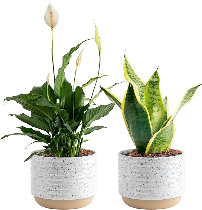 Costa Farms Live Plants (Pack of 2), Easy to Grow Real Indoor Houseplants, Air Purifying Plants, Grower's Choice in Home DÃ©cor Indoors Plant Pots, New House Gift or Room DÃ©cor
